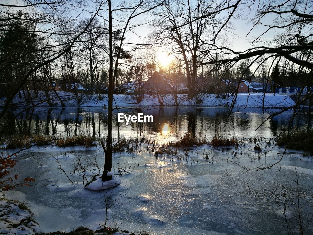 BARE TREES ON FROZEN LAKE DURING SUNSET