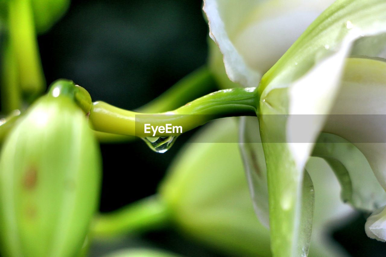 Close-up of water drops on flower bud