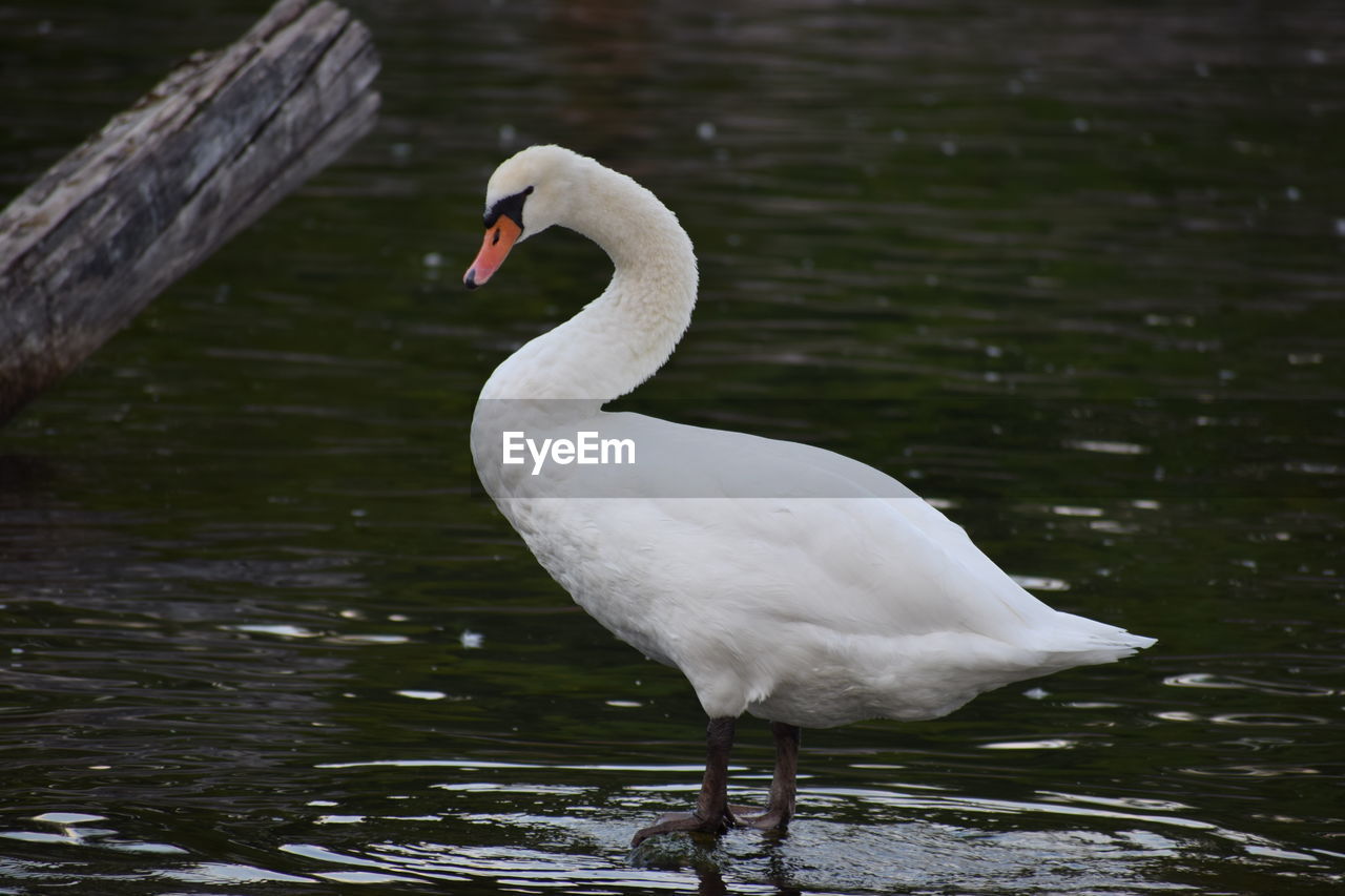 White swan on a pond near lake ontario