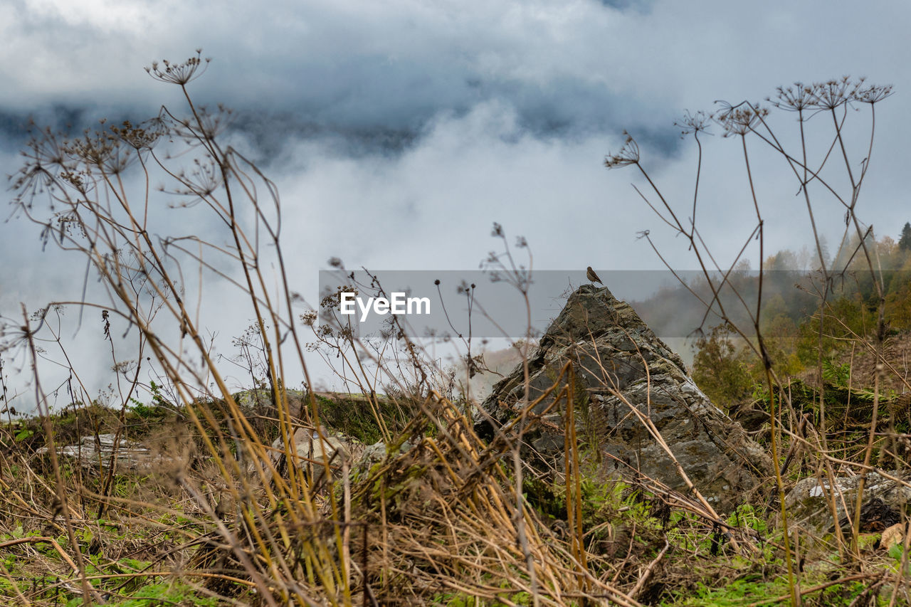 nature, cloud, grass, sky, plant, environment, rural area, prairie, land, landscape, no people, wilderness, outdoors, beauty in nature, social issues, tree, travel destinations, mountain, scenics - nature, non-urban scene, natural environment, tourism, travel, architecture, animal wildlife, forest, water, day, fog, overcast, rock, accidents and disasters, tranquility