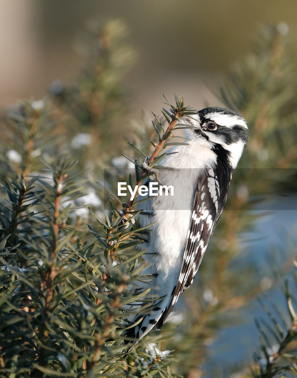 Downy woodpecker