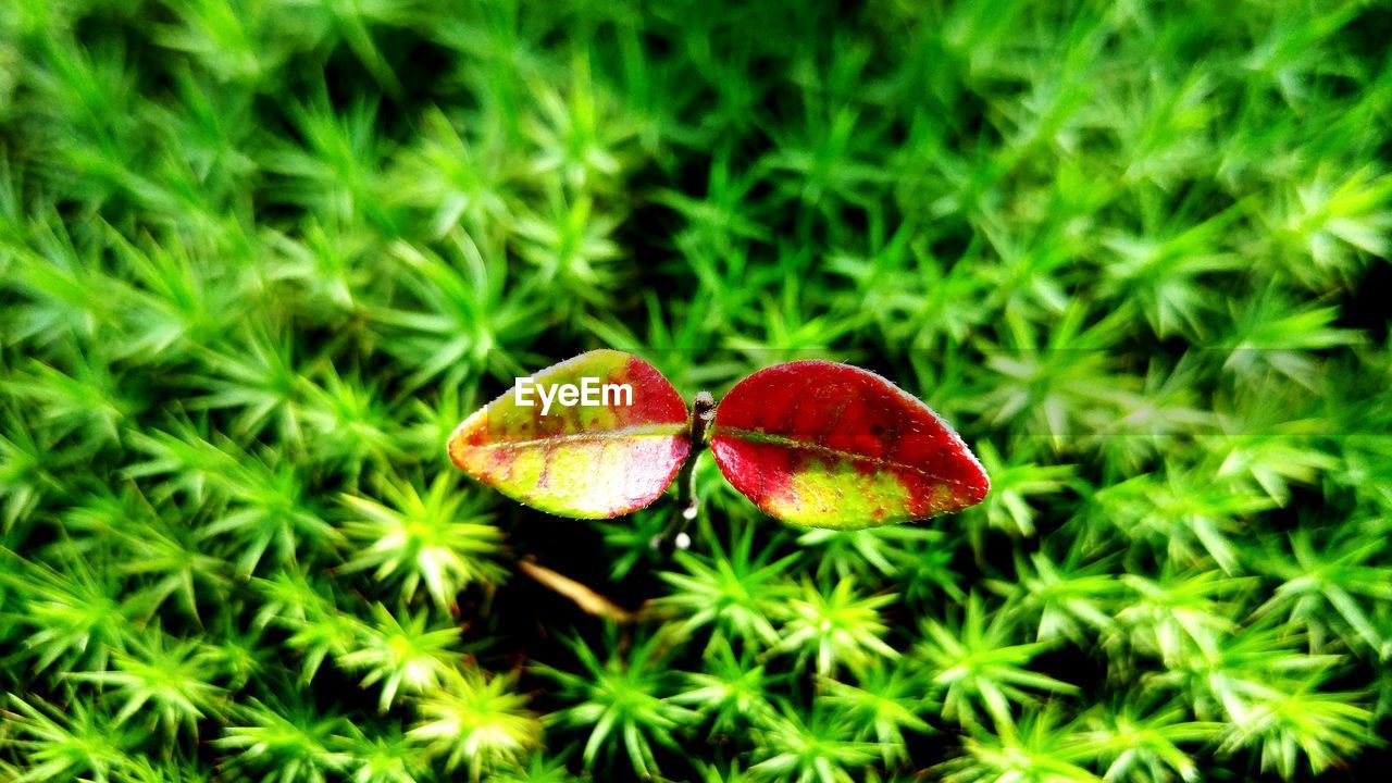 Close-up of leaves growing outdoors