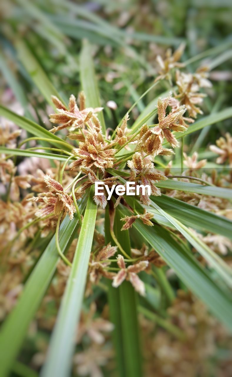 CLOSE-UP OF PLANT AGAINST WHITE BACKGROUND