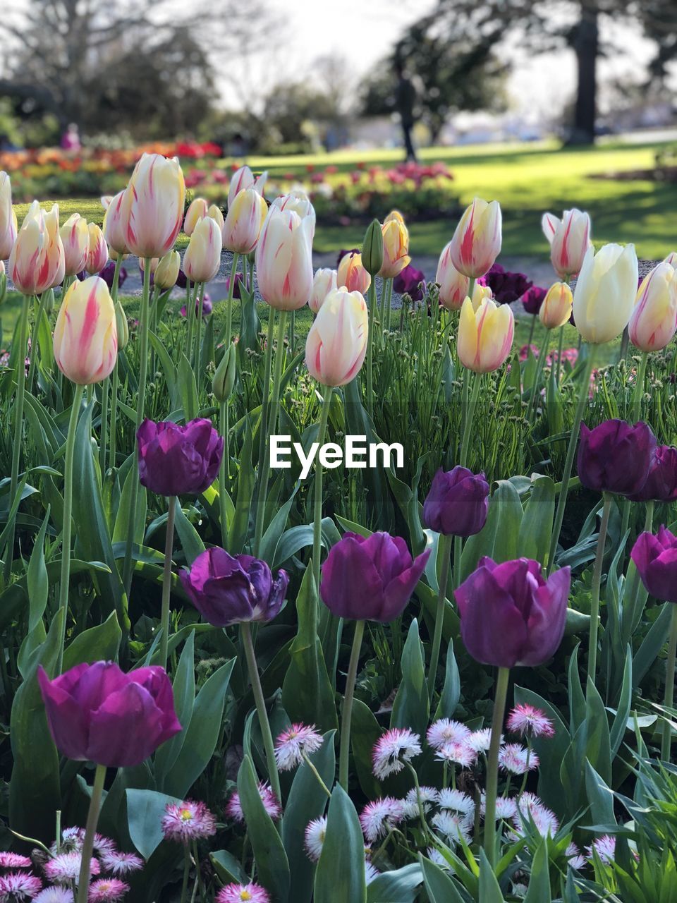 CLOSE-UP OF PINK TULIPS GROWING IN FIELD