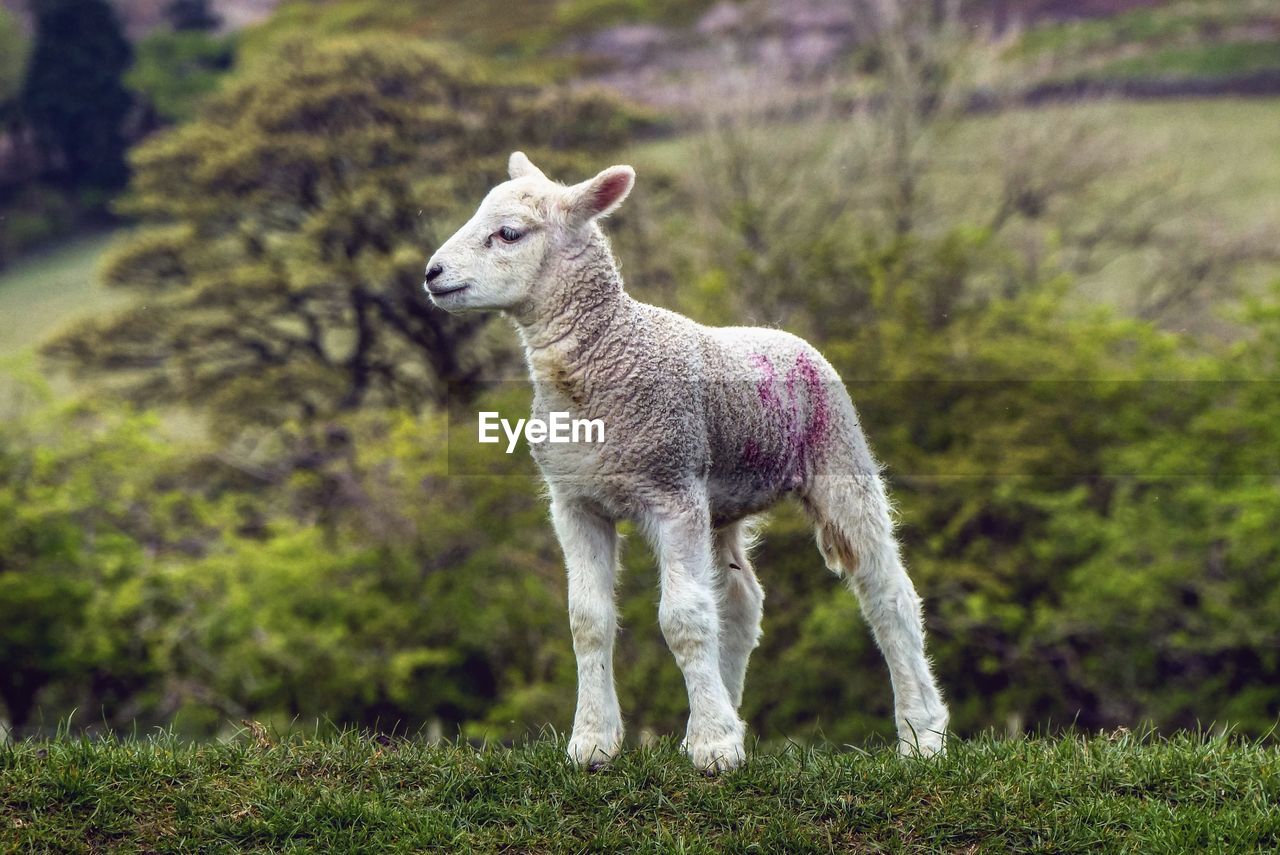 SHEEP STANDING ON GRASS