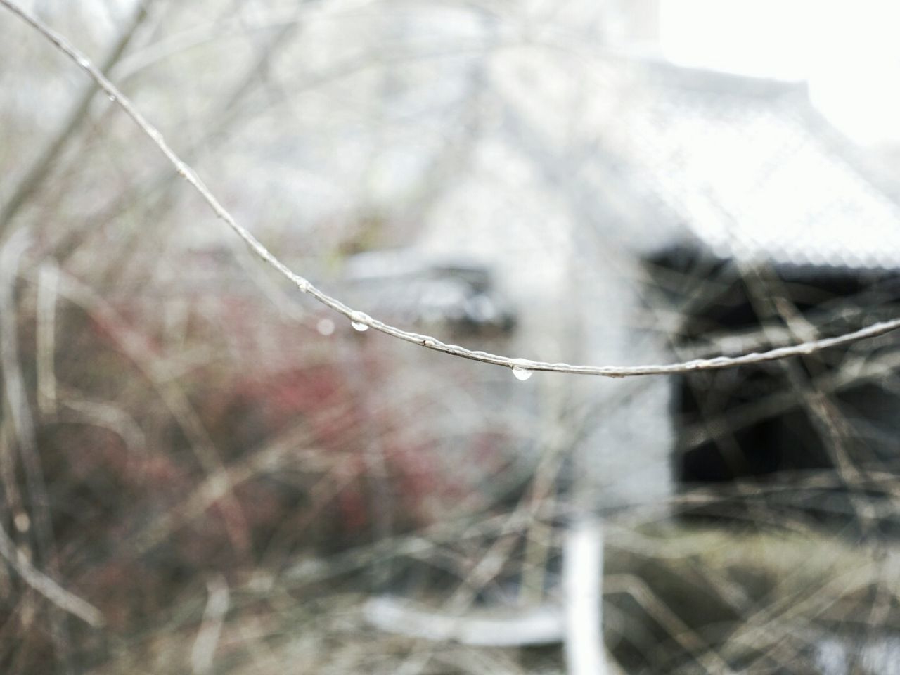 CLOSE-UP OF SPIDER WEB ON TREE AGAINST SKY