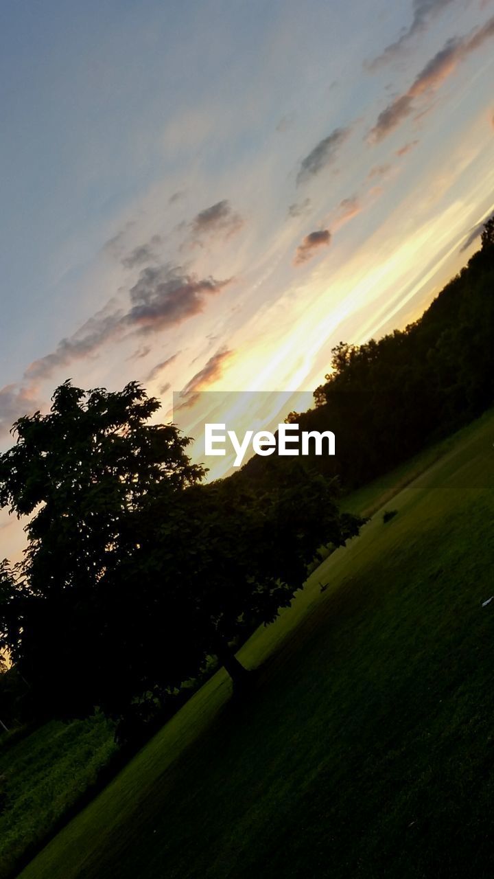 TREES ON FIELD AT SUNSET