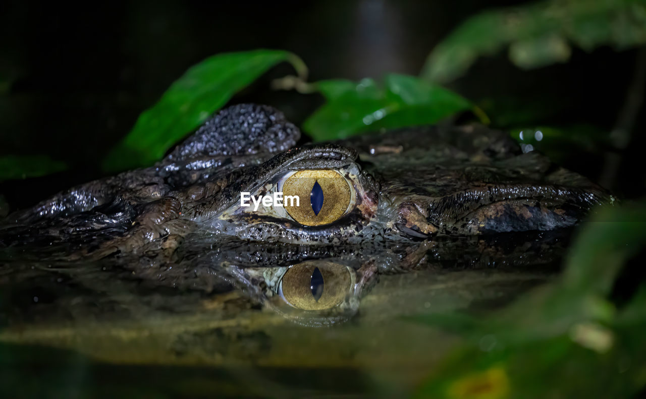 CLOSE-UP OF A TURTLE IN A WATER