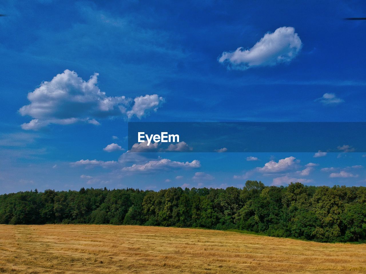 TREES ON FIELD AGAINST BLUE SKY