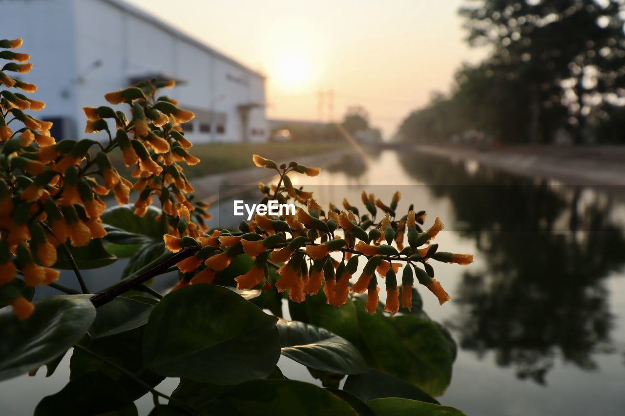 Pterocarpus macrocarpus kurz flower are blooming