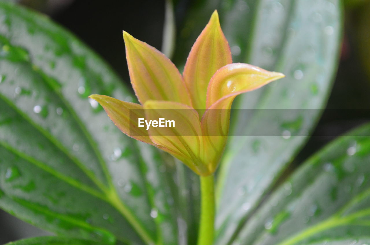 CLOSE-UP OF WET YELLOW FLOWER