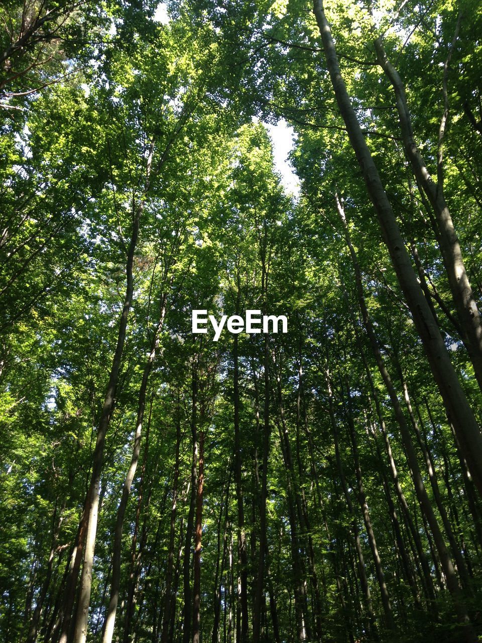 LOW ANGLE VIEW OF TREES IN FOREST