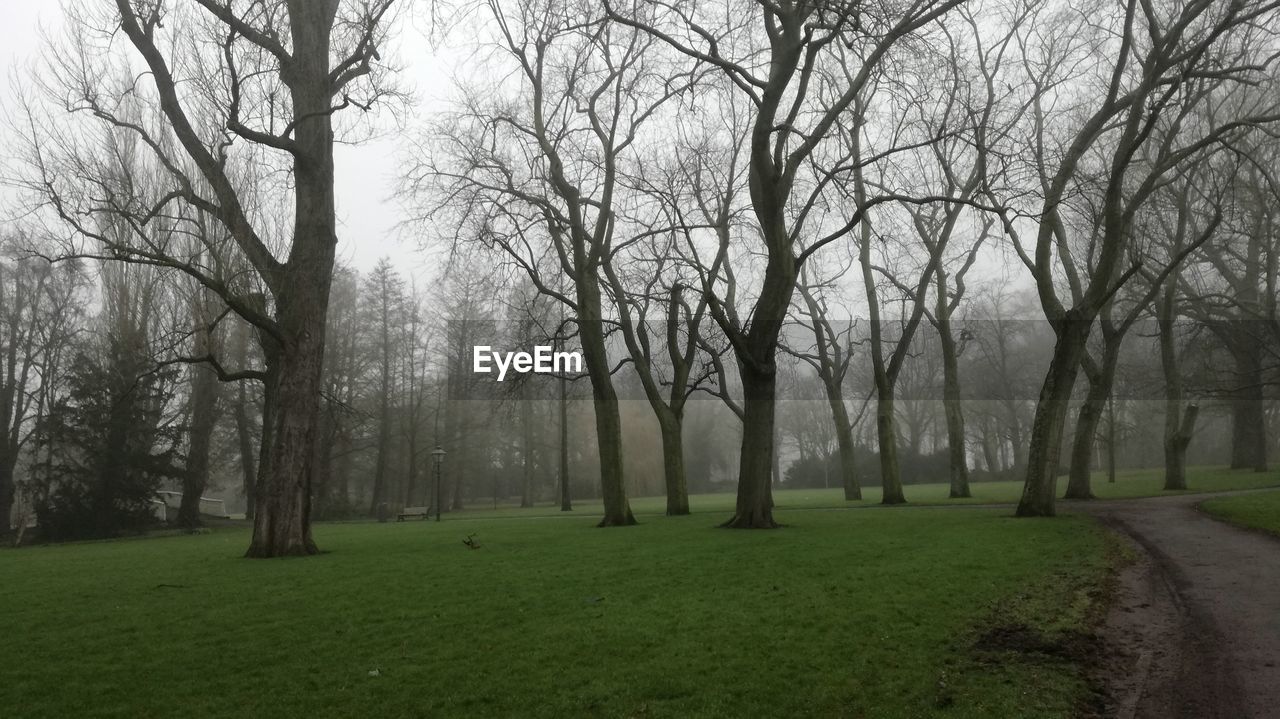 VIEW OF TREES IN FOREST DURING WINTER