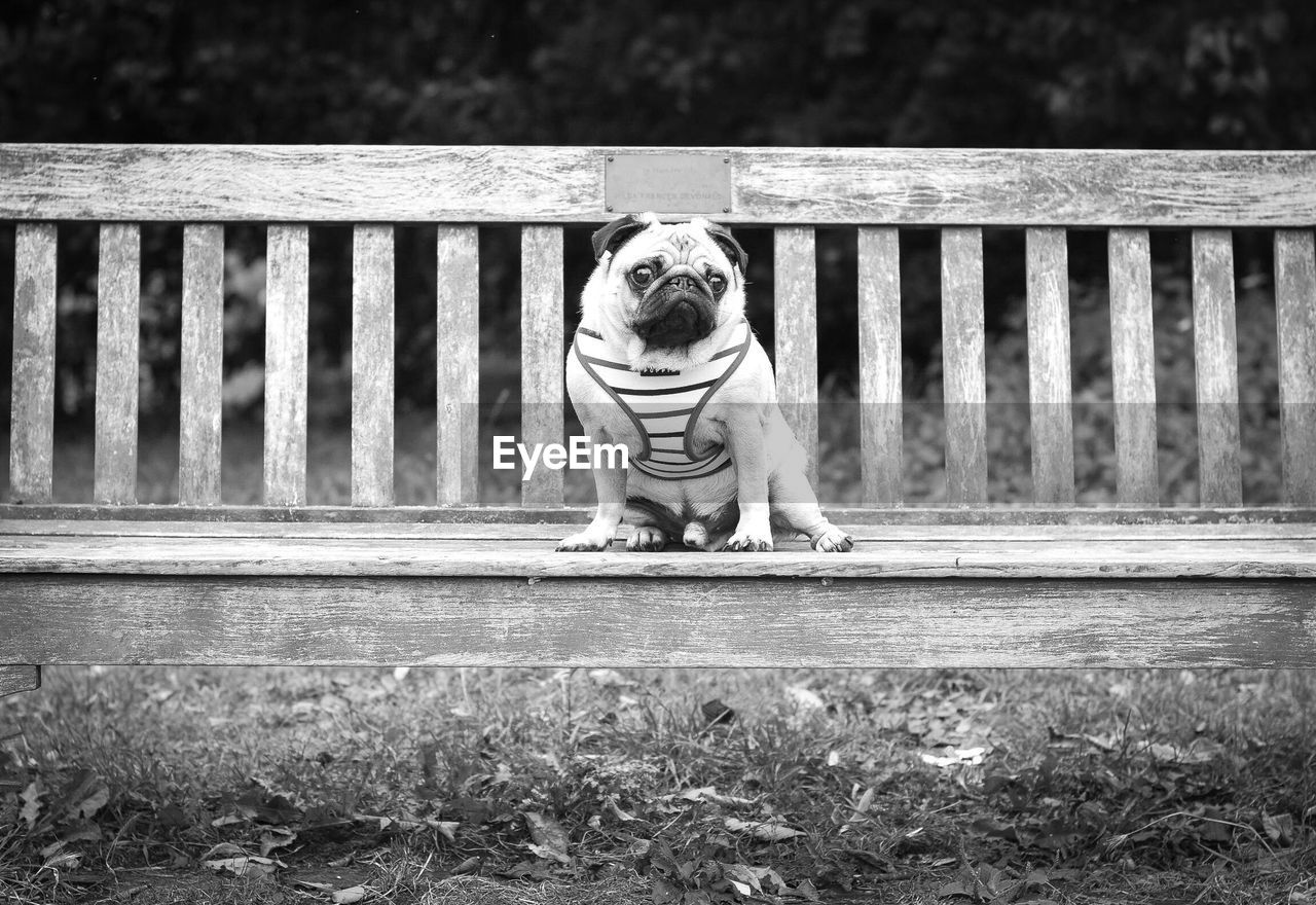 Portrait of dog sitting on railing