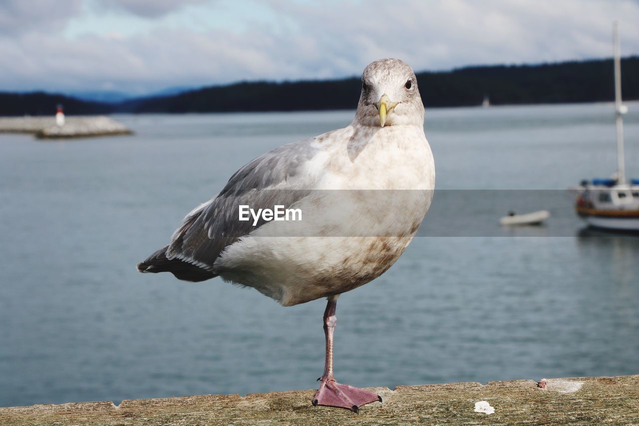 Close-up of bird perching by sea against sky