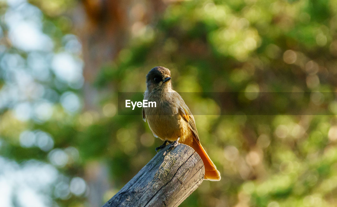 CLOSE-UP OF BIRD PERCHING ON WOOD