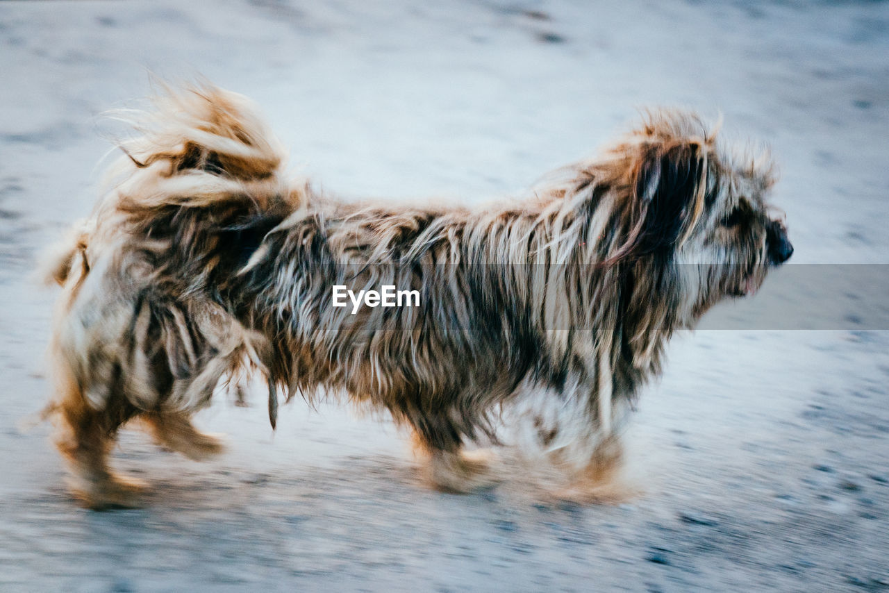 CLOSE-UP OF BROWN DOG AT BEACH