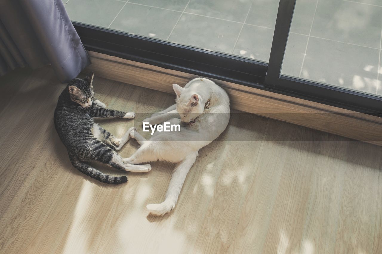 High angle view of cats on wooden floor