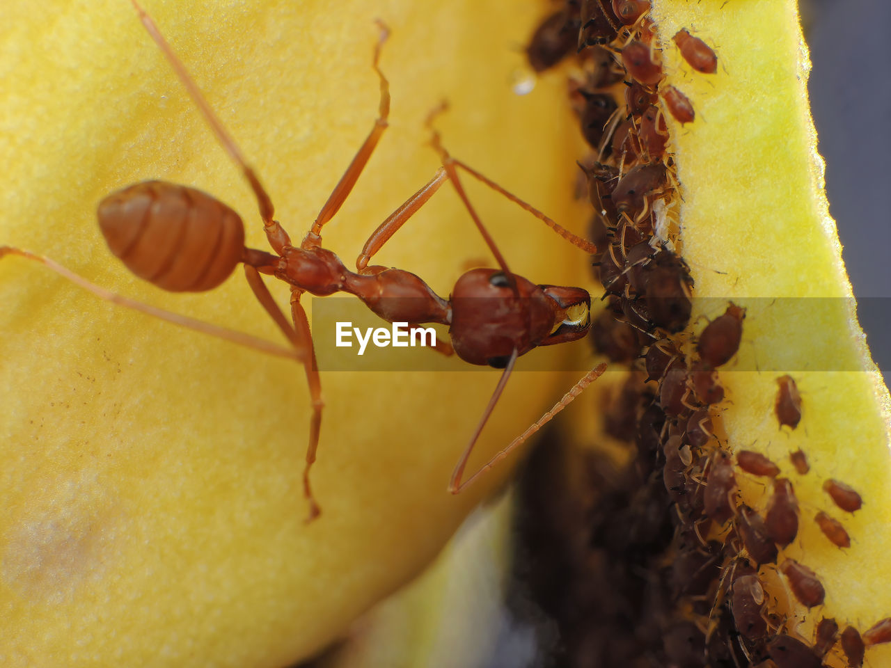 animal themes, animal, animal wildlife, yellow, insect, macro photography, wildlife, close-up, ant, one animal, pest, nature, no people, leaf, colony, flower, macro, plant, outdoors, focus on foreground, food, beauty in nature, animal body part