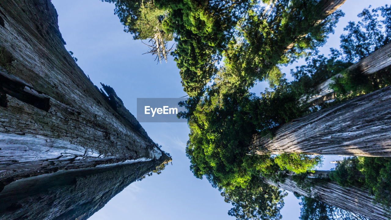 Looking up at redwood trees