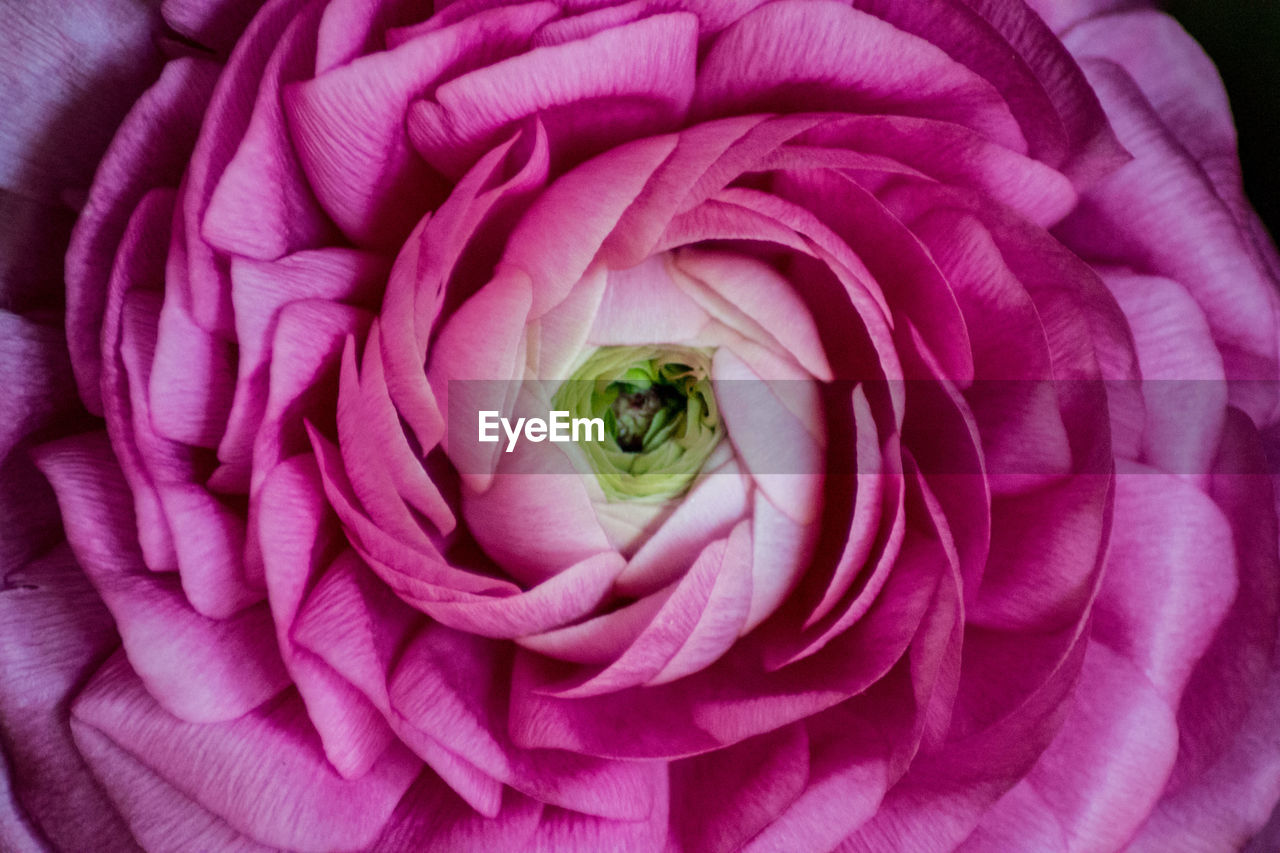 Close-up of pink rose flower