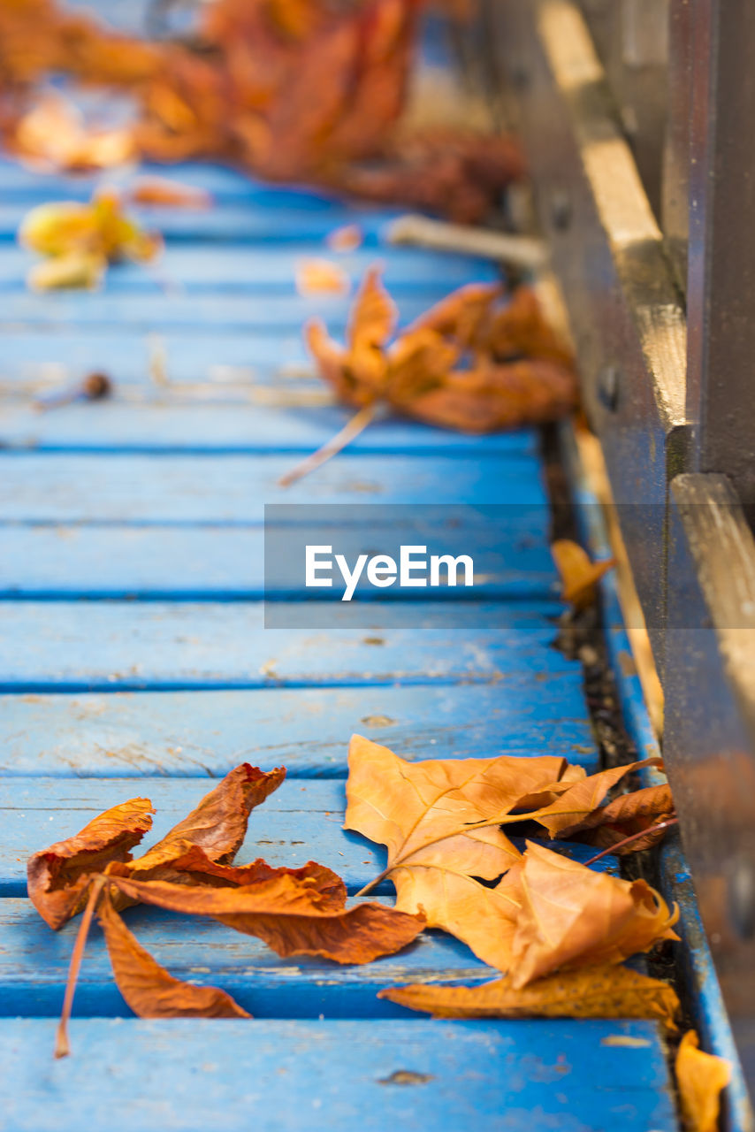 CLOSE-UP OF DRY AUTUMN LEAVES