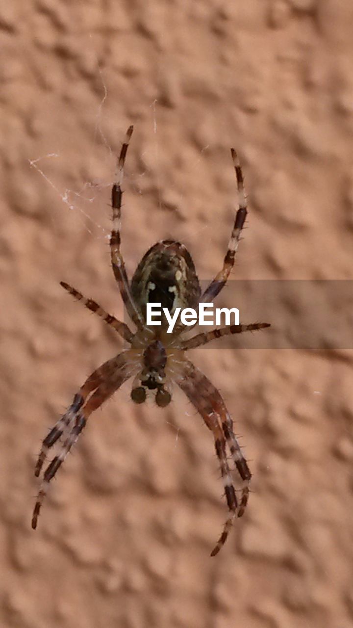 CLOSE-UP OF SPIDER ON WEB