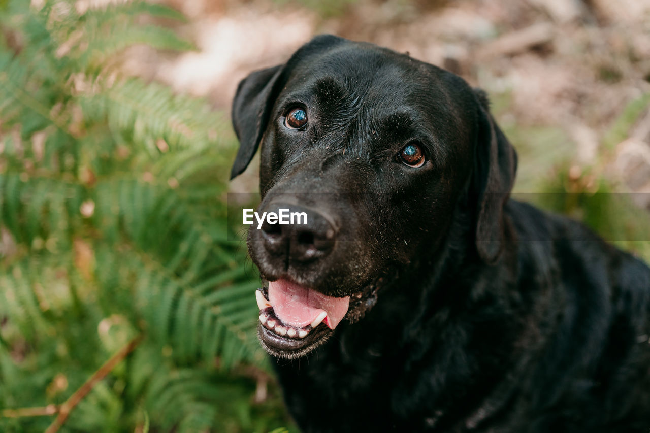 Top view of beautiful black labrador dog sitting in forest among fern green leaves. nature and pets