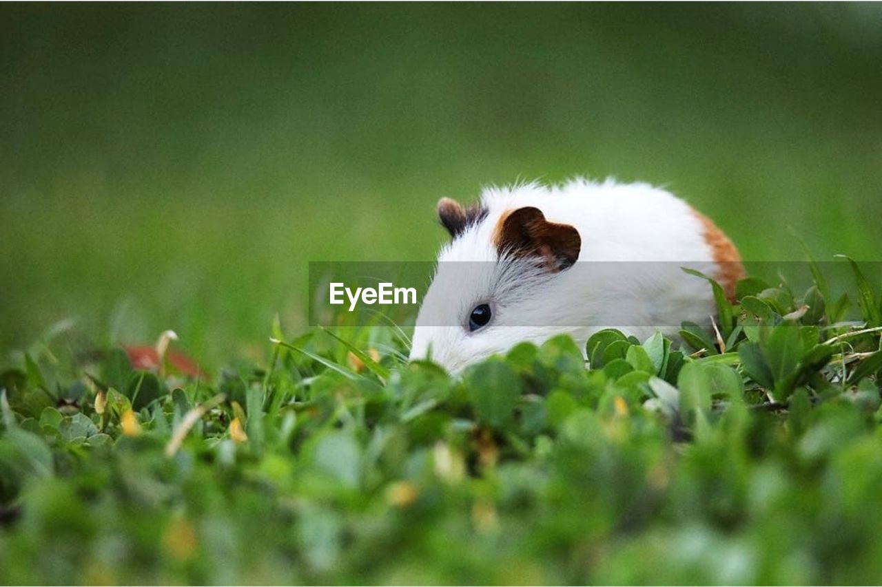 WHITE CAT LYING ON GRASS