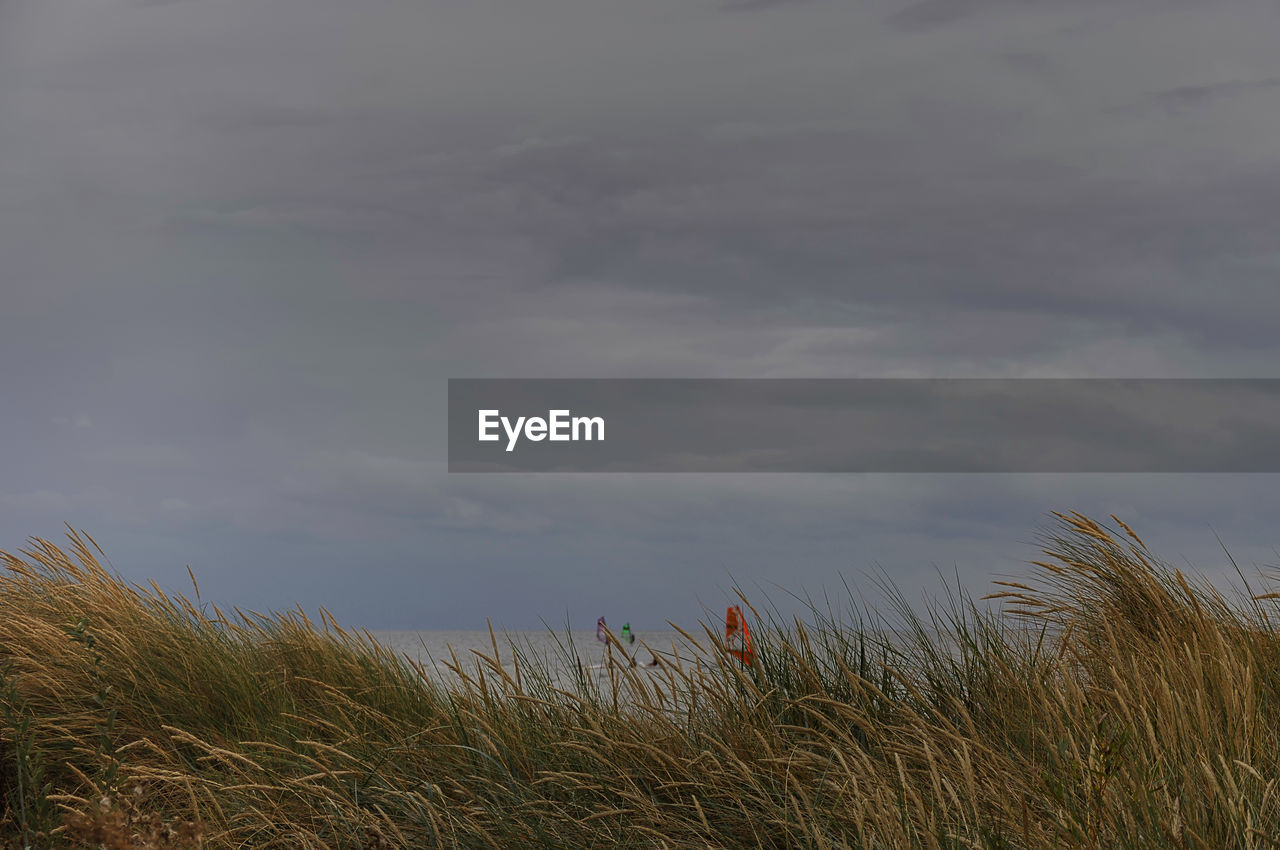 PLANTS GROWING ON SHORE AGAINST SKY