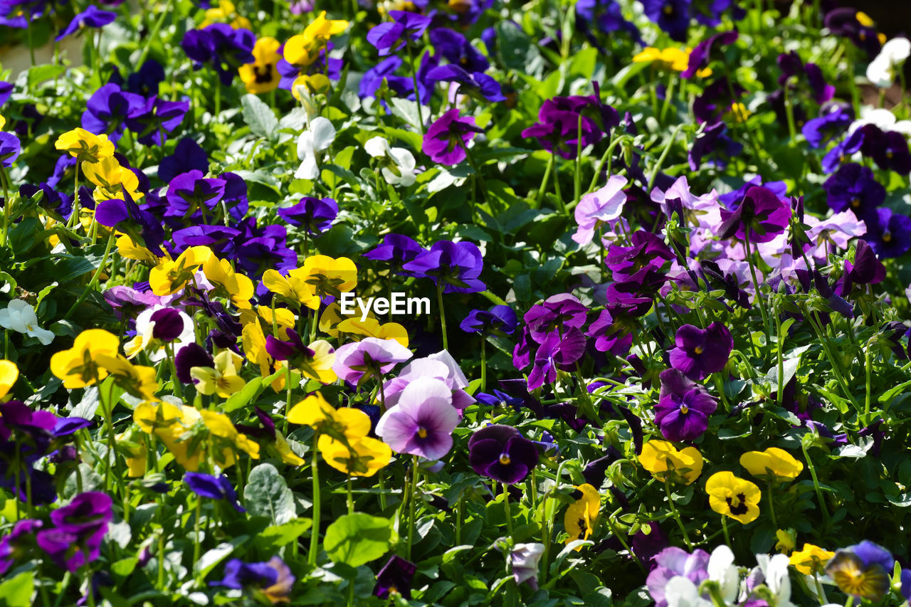 Colorful variety of pansy flowers viola sp.