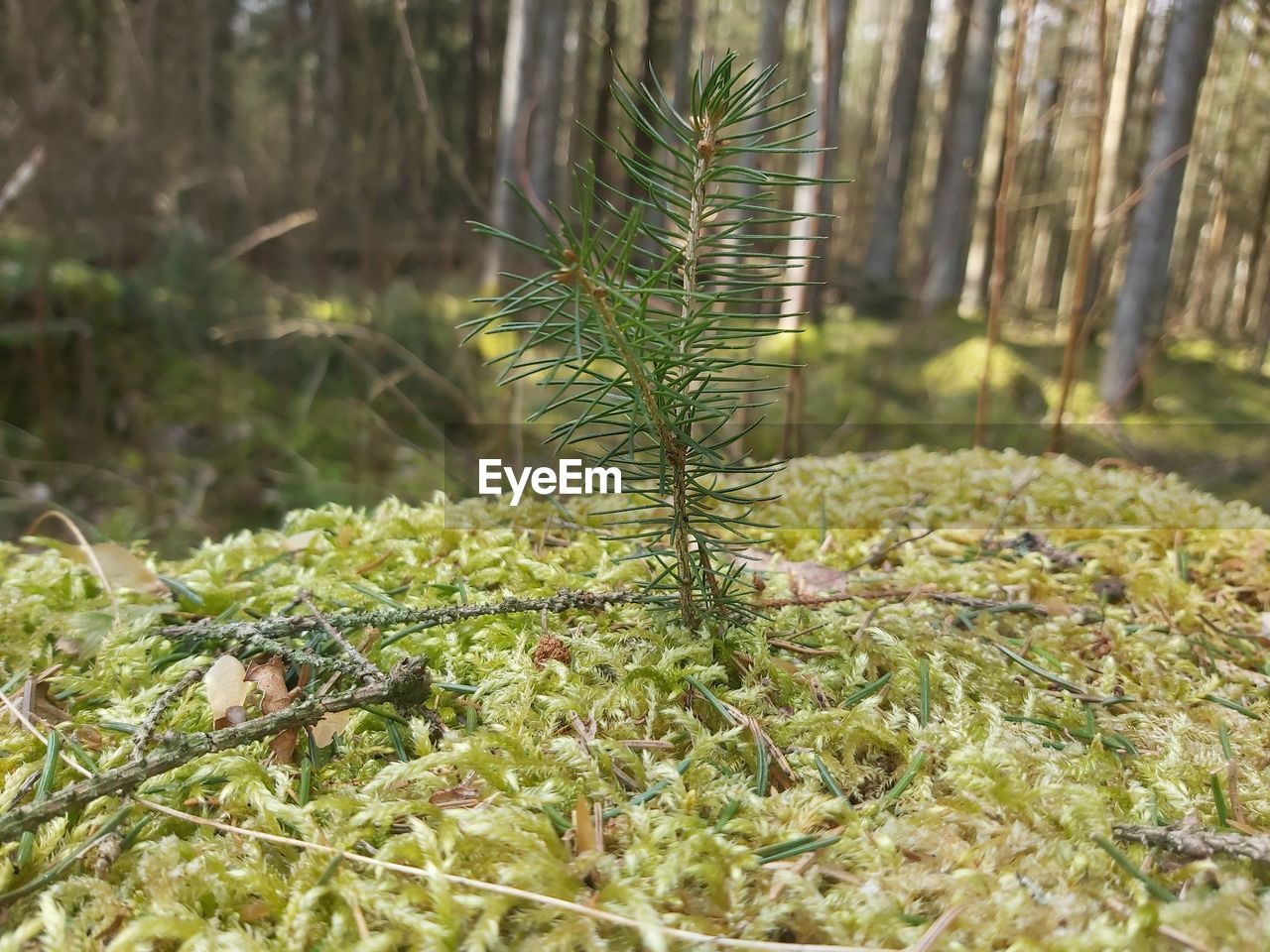 CLOSE-UP OF PLANT GROWING ON FIELD