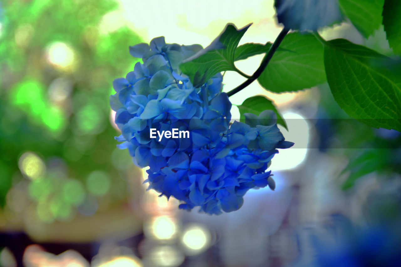 Close-up of blue hydrangea flowers