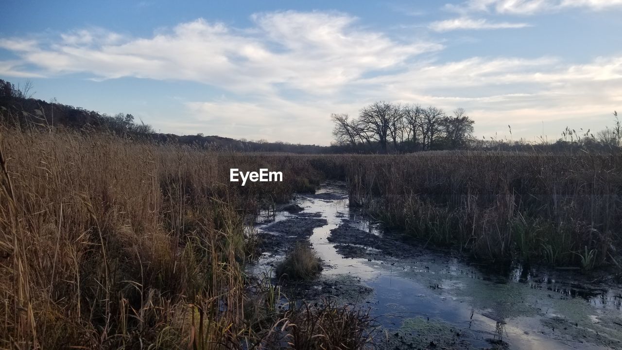 PLANTS GROWING ON LAND