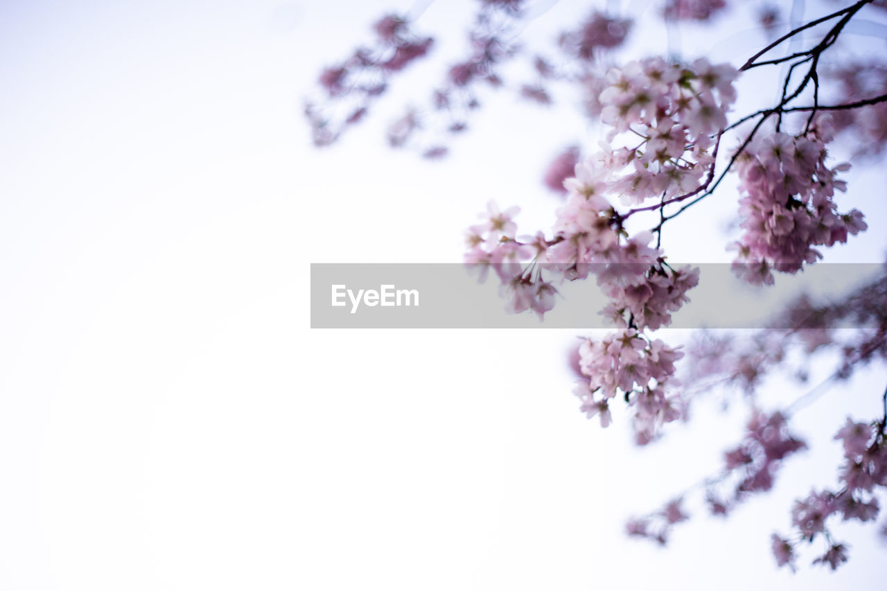 CHERRY BLOSSOMS AGAINST SKY