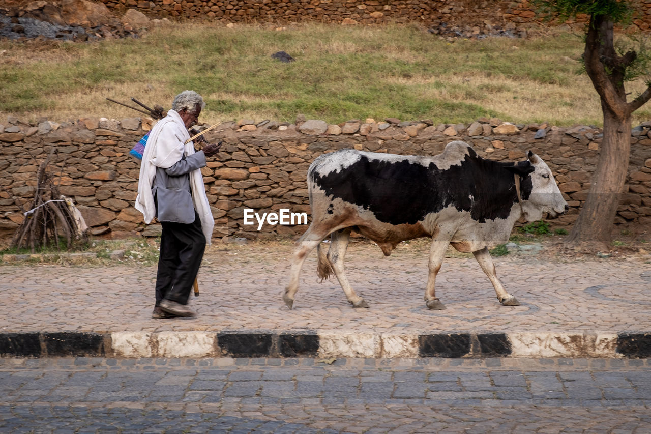 FULL LENGTH OF COW STANDING ON GROUND