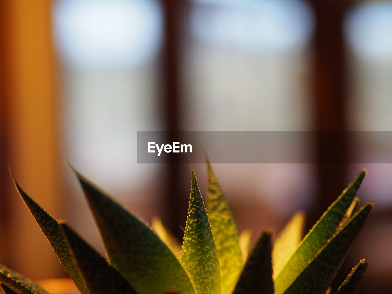 Close-up of succulent plant