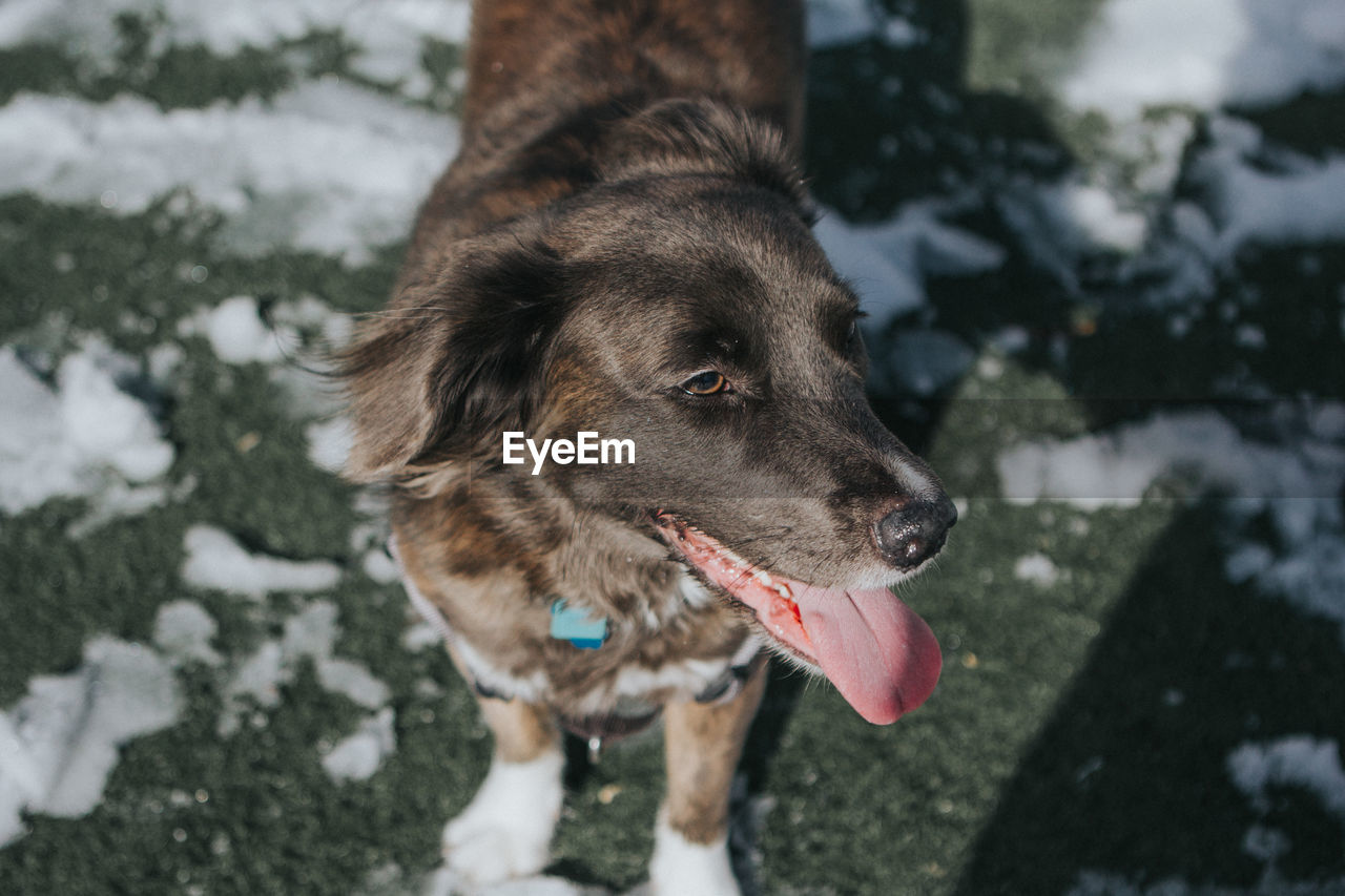 CLOSE-UP OF DOG STANDING IN WINTER