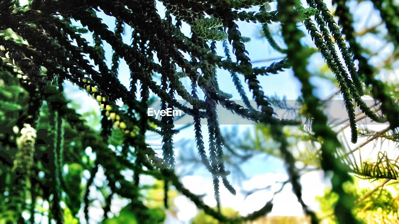 Close-up of plant against blurred background