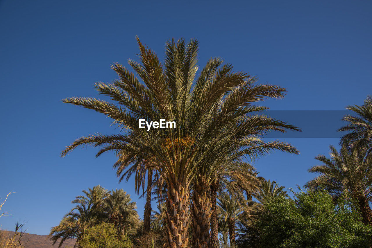 tree, palm tree, plant, tropical climate, sky, date palm tree, date palm, nature, blue, no people, clear sky, growth, low angle view, outdoors, day, sunny, beauty in nature, borassus flabellifer, leaf