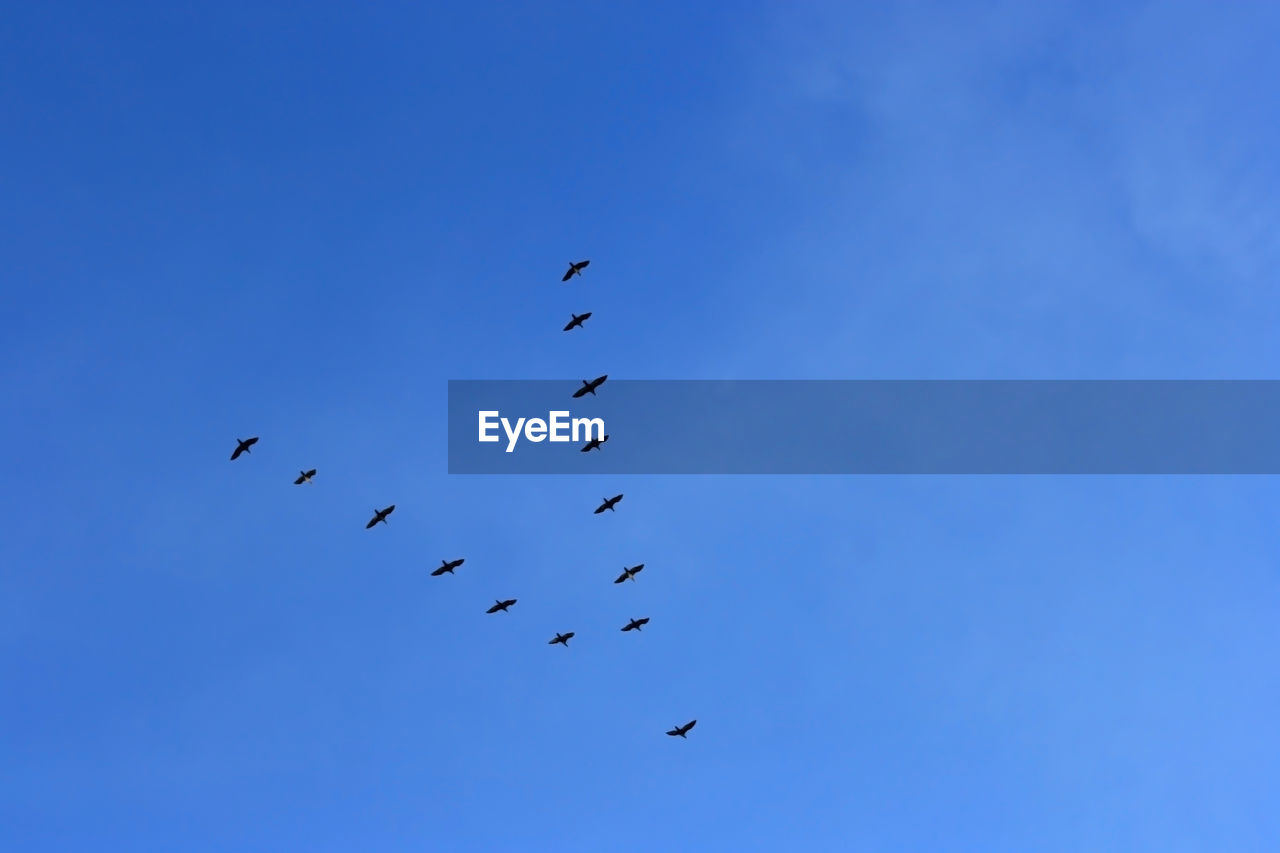 LOW ANGLE VIEW OF BIRDS FLYING IN BLUE SKY