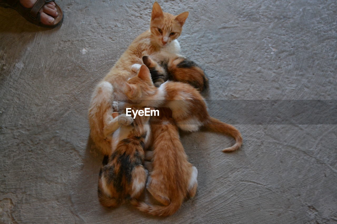 High angle view of cats relaxing on floor