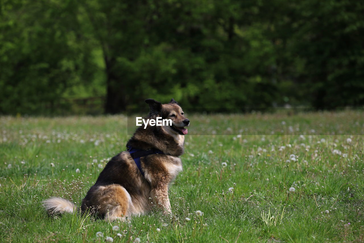 Dog looking away on field