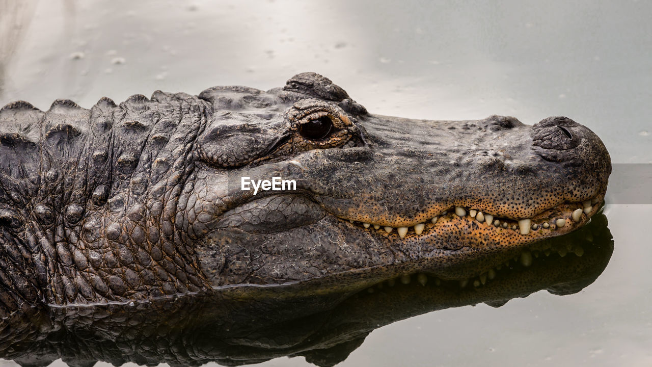 Close-up of alligator in lake