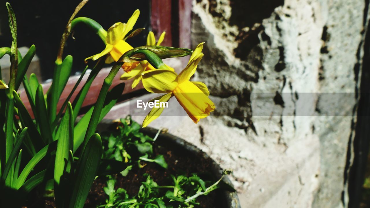 CLOSE-UP OF YELLOW FLOWERING PLANT AGAINST WALL