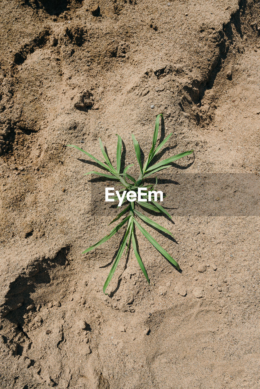 HIGH ANGLE VIEW OF LEAF ON SAND