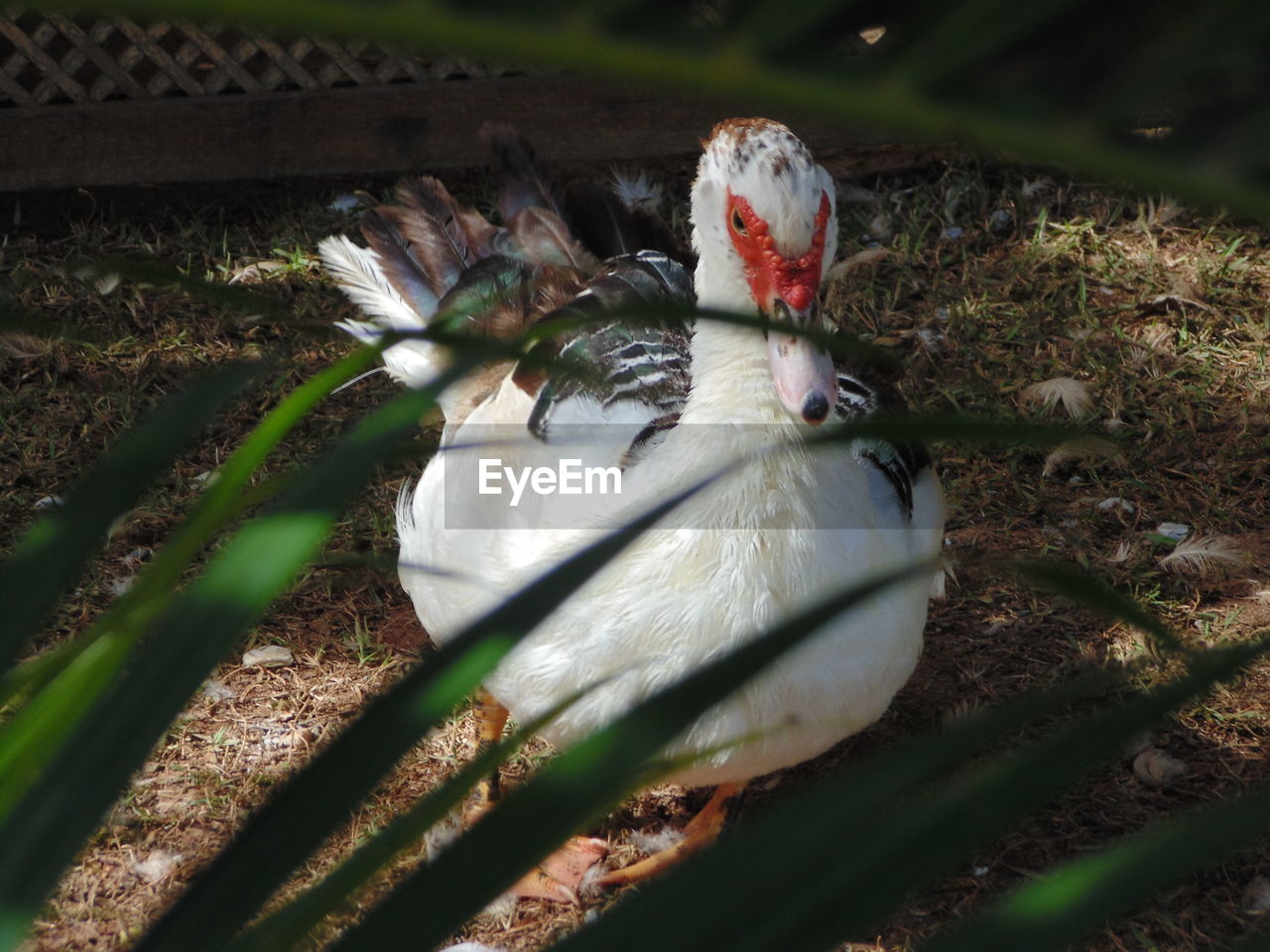 HIGH ANGLE VIEW OF DUCK ON FIELD