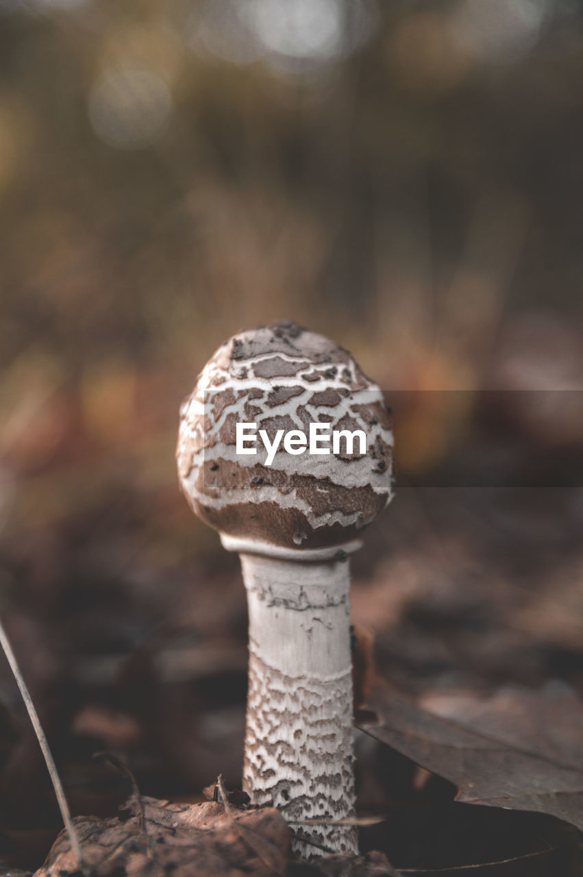 Close-up of mushroom growing on field