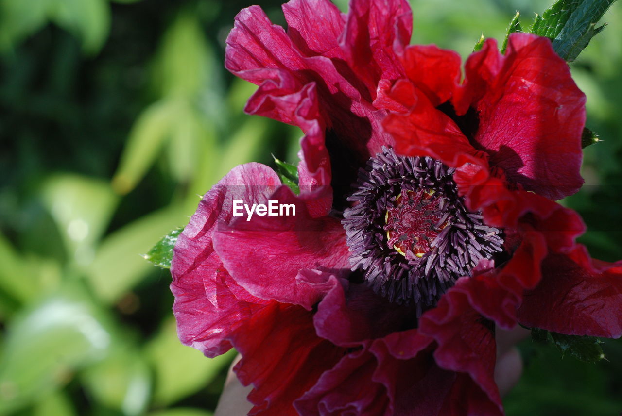 Dark red poppy