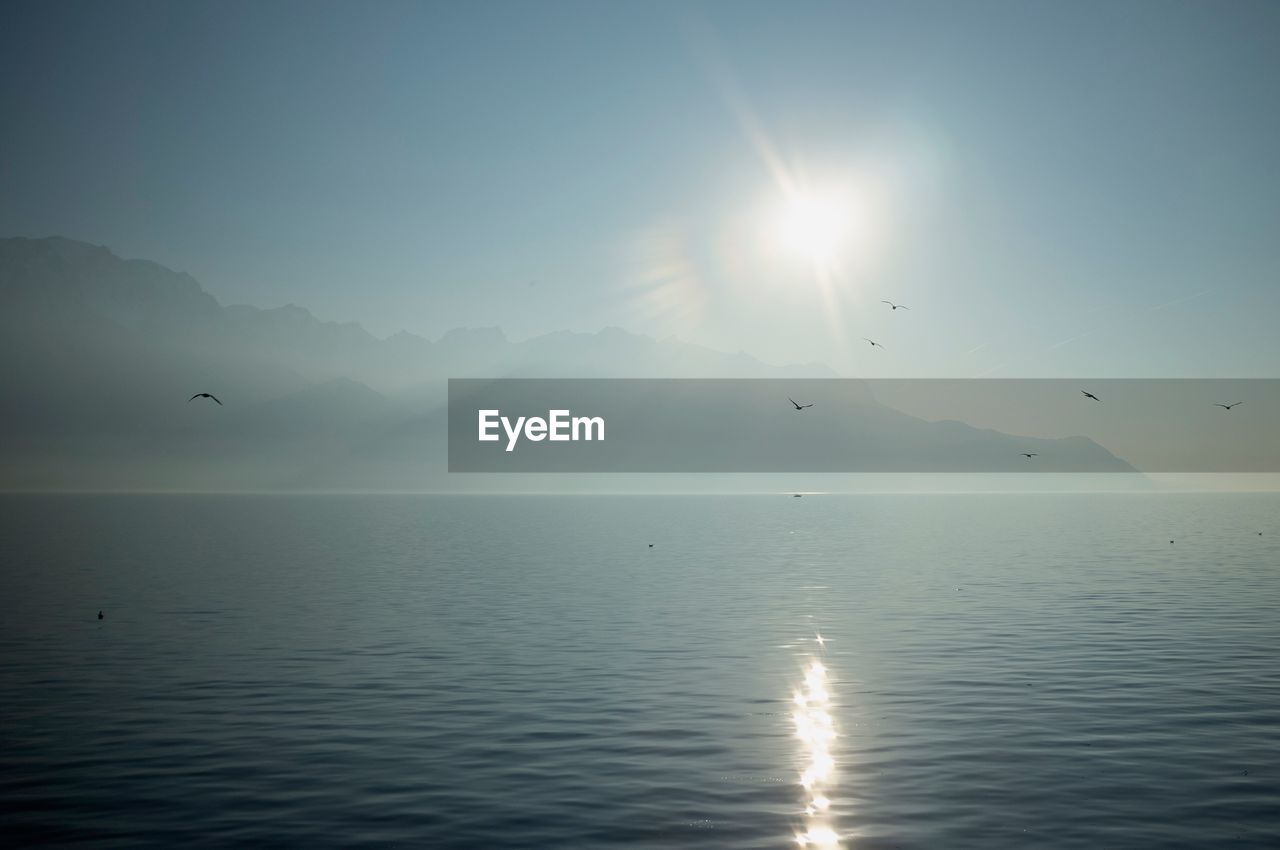 Birds flying over sea against sky